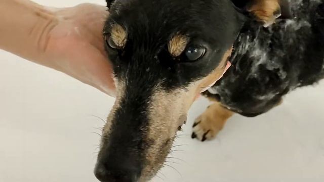 #такса #купатьтаксу #шерсть купаю таксу, очень много шерсти... смотреть онлайн