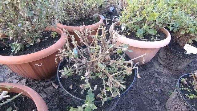 Готовим мультифлору к зиме. Срезочная хризантема смотреть онлайн