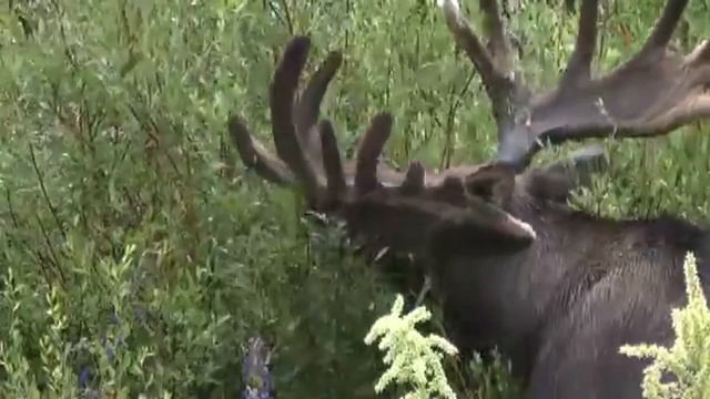 Лось - Moose (Энциклопедия животных)