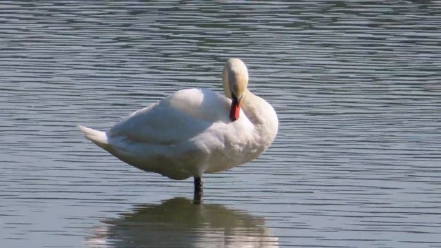 Canon PowerShot SX740 HS 4K Video Samples смотреть онлайн