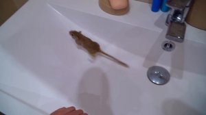 Зачем Аминка ВРЕТ или Ребята НЕ ХОТЯТ в Это ВЕРИТЬ?