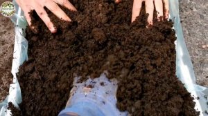 Посадка малины на маточный корень