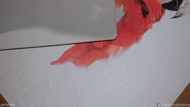 Drawing A Scarlet Macaw Parrot | Bird | Color Pencil Drawing смотреть онлайн