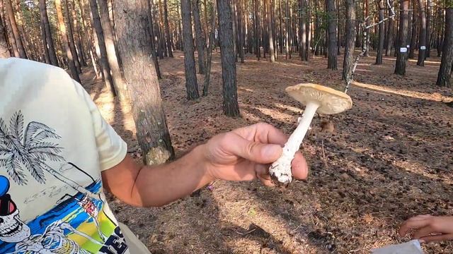 Super Soco TC MAX На отдыхе | Караканский бор | Грибы | Змеи смотреть онлайн