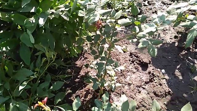 Базальные побеги у Роз.Результат подкормок. смотреть онлайн