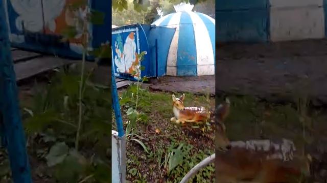 Аттракцион в Пензе. Дорога сказок. смотреть онлайн