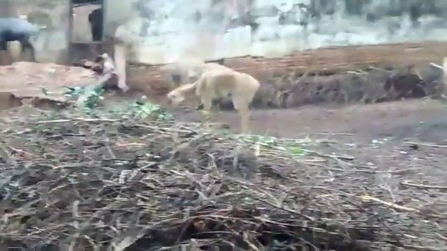 My journey to Guwahati Zoo and Botanical garden смотреть онлайн