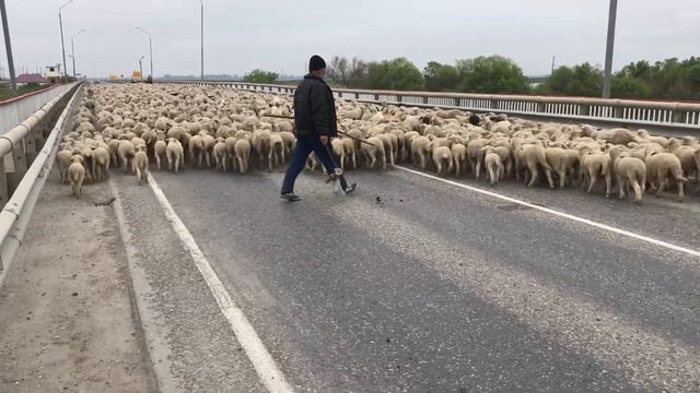 Море из баранов смотреть онлайн
