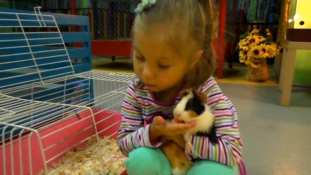 Забавные говорящие еноты и морские свинки. смотреть онлайн