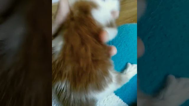 КУПИТЬ ОГРОМНОГО КОТЕНКА МЕЙН-КУН смотреть онлайн