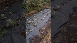 Посадка клубники после выкопки картофеля.