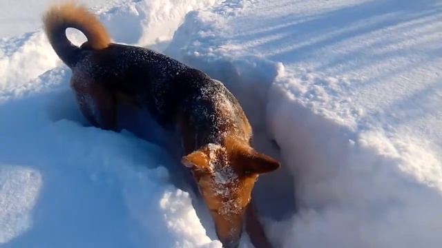 ДИНА РОЕТ СНЕЖНЫЙ ЛАБИРИНТ смотреть онлайн