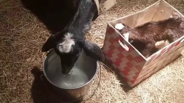 Как рожает коза. У нас пополнение! смотреть онлайн