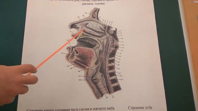 Строение полости носа (ЗБМК) смотреть онлайн