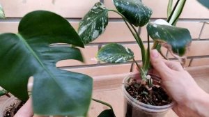 Филодендроны в динамике: Волшебная Маска, Виолин вар, Розовая и Белая  принцессы, Ринг оф Файр