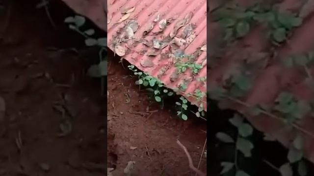 СПАСЕНИЕ из под завалов земли ЖИВОТНЫХ смотреть онлайн