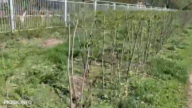 Живая изгородь вдоль улицы Брусиловского в Петропавловске смотреть онлайн