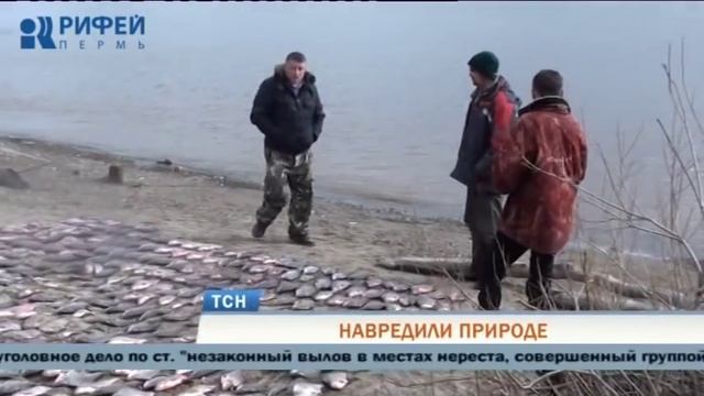 В Перми завели уголовное дело на двух рыбаков-браконьеров смотреть онлайн
