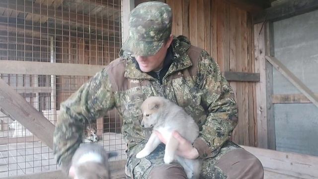 Щенки лайки/Выбор щенка/Клички для щенков/Последний день вместе! смотреть онлайн