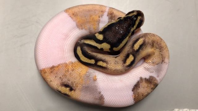 WHO'S THE DADDY of THIS BALL PYTHON? July 18, 2019 смотреть онлайн