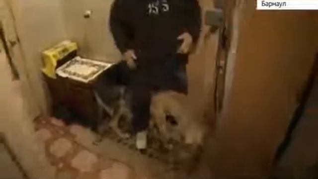 ТВ Катунь-24 в гостях у дрессировщика Сергея Пупкова смотреть онлайн