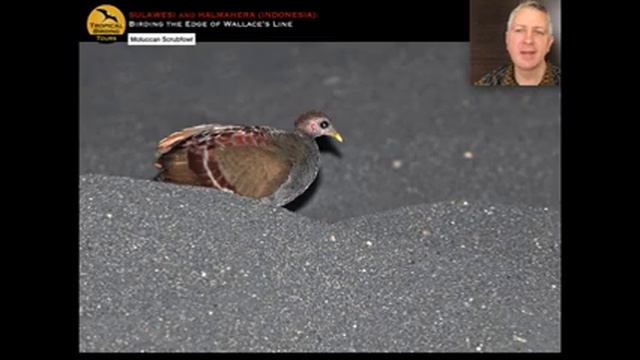 Tropical Birding Sulawesi Virtual Tour by Sam Woods смотреть онлайн