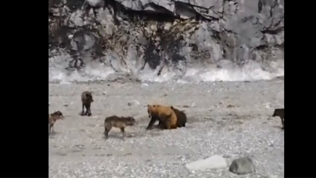 Не будите спящего медведя текст читает автор Фролов Крымский Константин смотреть онлайн