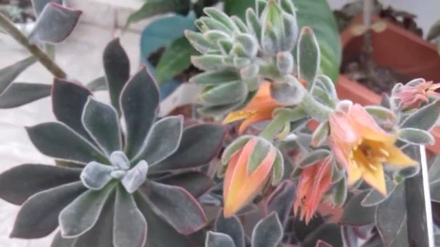 Echeveria pulvinata ( voltando a postar videos) смотреть онлайн