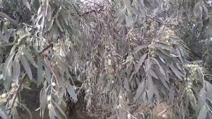 Чем полезен ЛОХ ?