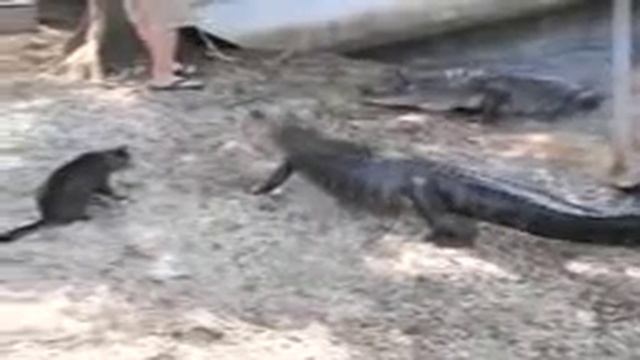 Кот и крокодил