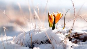 Музыка расслабляет нервную систему, сердце, стресс в жизни!