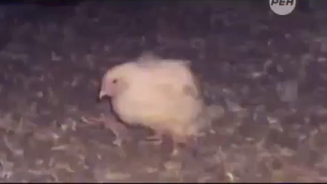 День космических историй 'Еда Рассекреченные материалы' 15 06 2014 смотреть онлайн