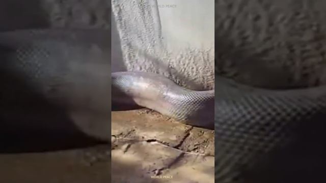 Мощная змея внушительных размеров и неожиданная развязка. смотреть онлайн