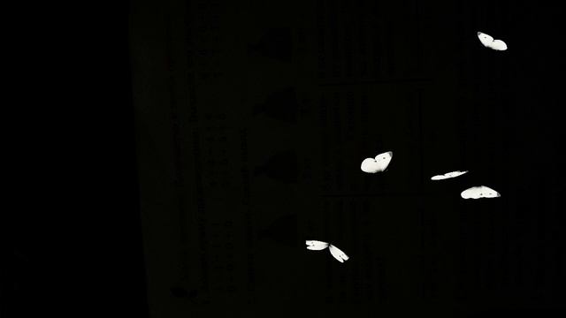 #Бабочки белые большие Капустницы порхающие на черном фоне смотреть онлайн