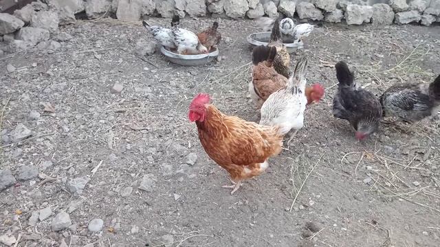 Курица кукарекает, вместо петуха. смотреть онлайн