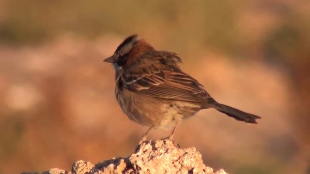 Rufous-collared Sparrow (Zonotrichia capensis) смотреть онлайн