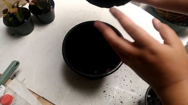 FLOR DE MAIO com fios brancos entre gomos? Veja o porque e como cuidar da sua flor de maio! смотреть онлайн