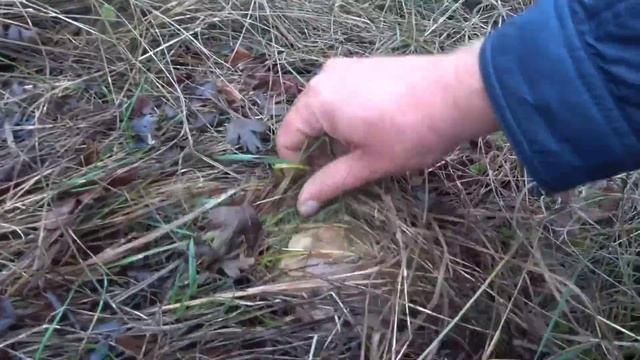 Грибы синеножки или лиловоногая рядовка не заканчивается, успел до дождя, сбор грибов 2023 в Крыму