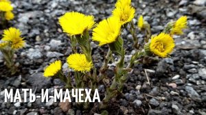 Мать-и-мачеха. Это очень ценное для здоровья человека растение,