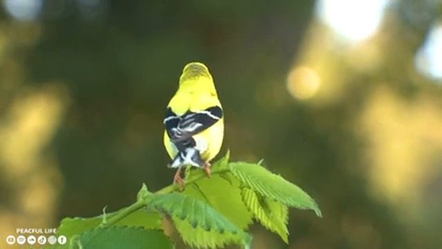 Музыка лечит сердце ? Расслабляющая музыка для отдыха ума, стресса, беспокойства, медитации #1 смотреть онлайн