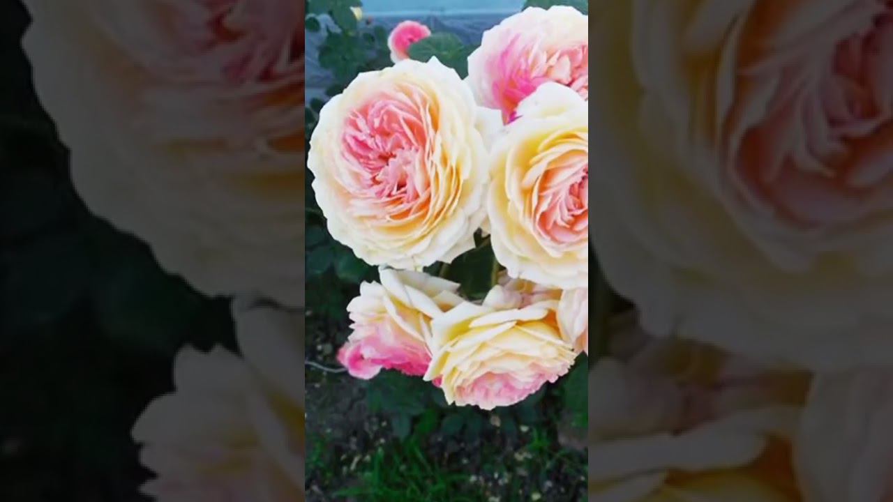 Розаман Жанон. Rosomane Janon.    (MASjanon) смотреть онлайн