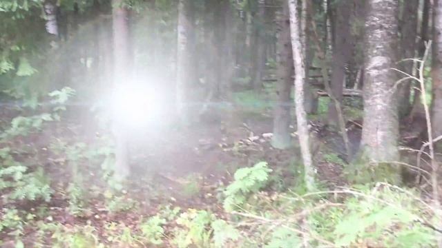 Первые грибы. Июль 2017 г. смотреть онлайн