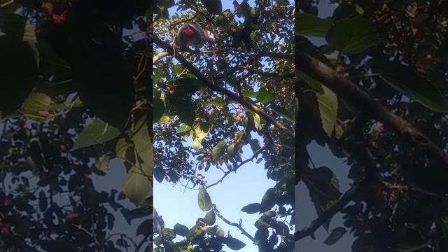 Ловлю жако Авраама. День 6-ой. смотреть онлайн