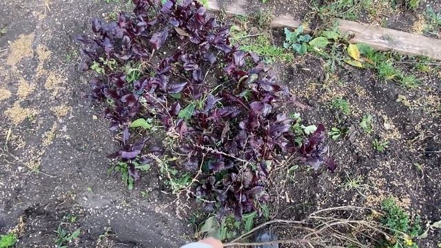 Нам срочно нужны ЛИВНЕВКИ! Обзор участка после ливней и урагана/ Теплица и огород на юге в декабре смотреть онлайн