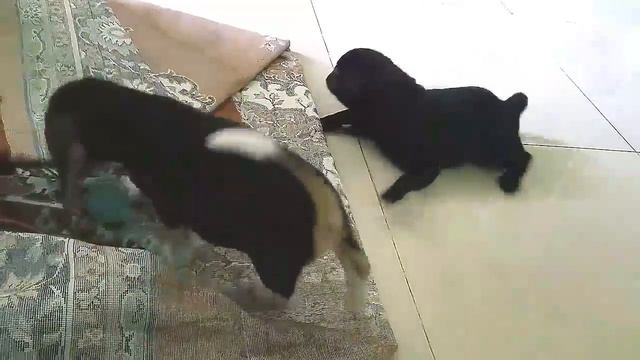 Say hello to the Beagle and the black pug (pug vs beagle) смотреть онлайн