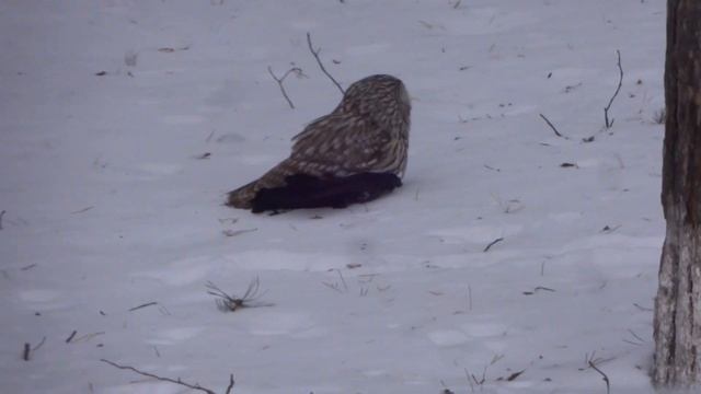 2020-03-06 Вороны окружили сову, которая поймала одну из них смотреть онлайн