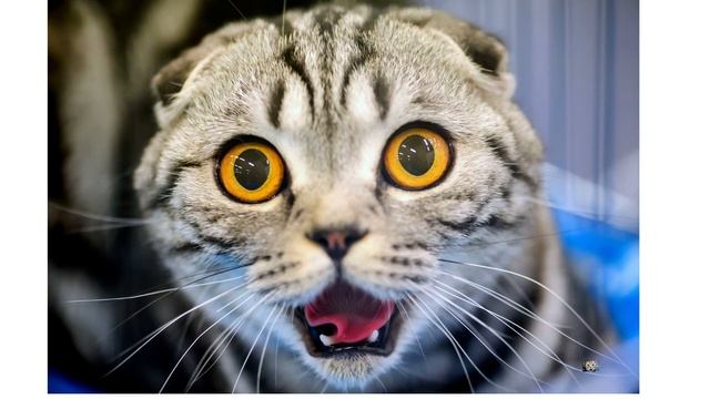 Ультразвук который пугает котов и кошек смотреть онлайн