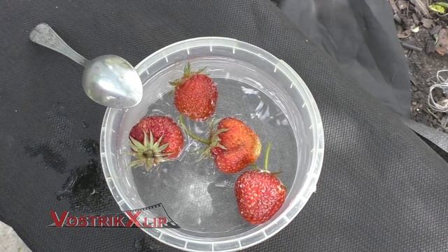 Проверим свою клубнику смотреть онлайн