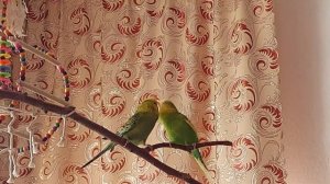 Волнистые попугаи. Как спариваются попугаи