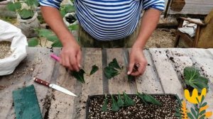 САМЫЙ ЛУЧШИЙ СПОСОБ ЧЕРЕНКОВАНИЯ КЛУБНЕВОЙ БЕГОНИИ!!!